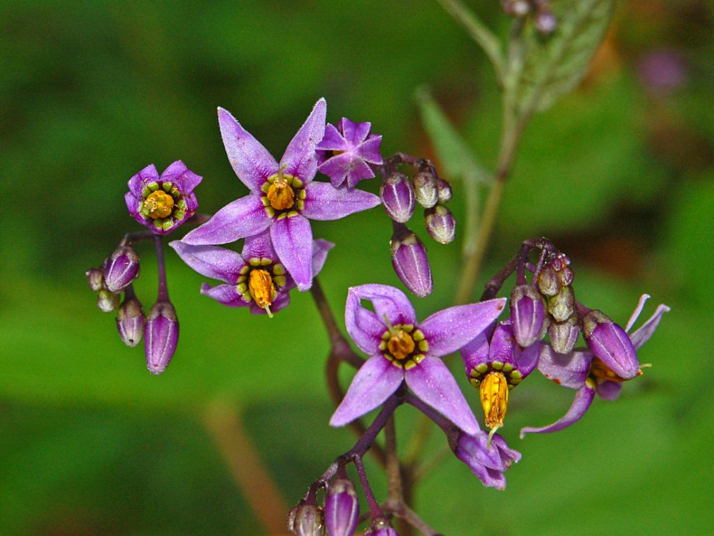 rampicante con piccolo fiori violetti - Solanum Dulcamara